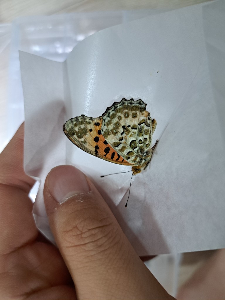 첨부 이미지