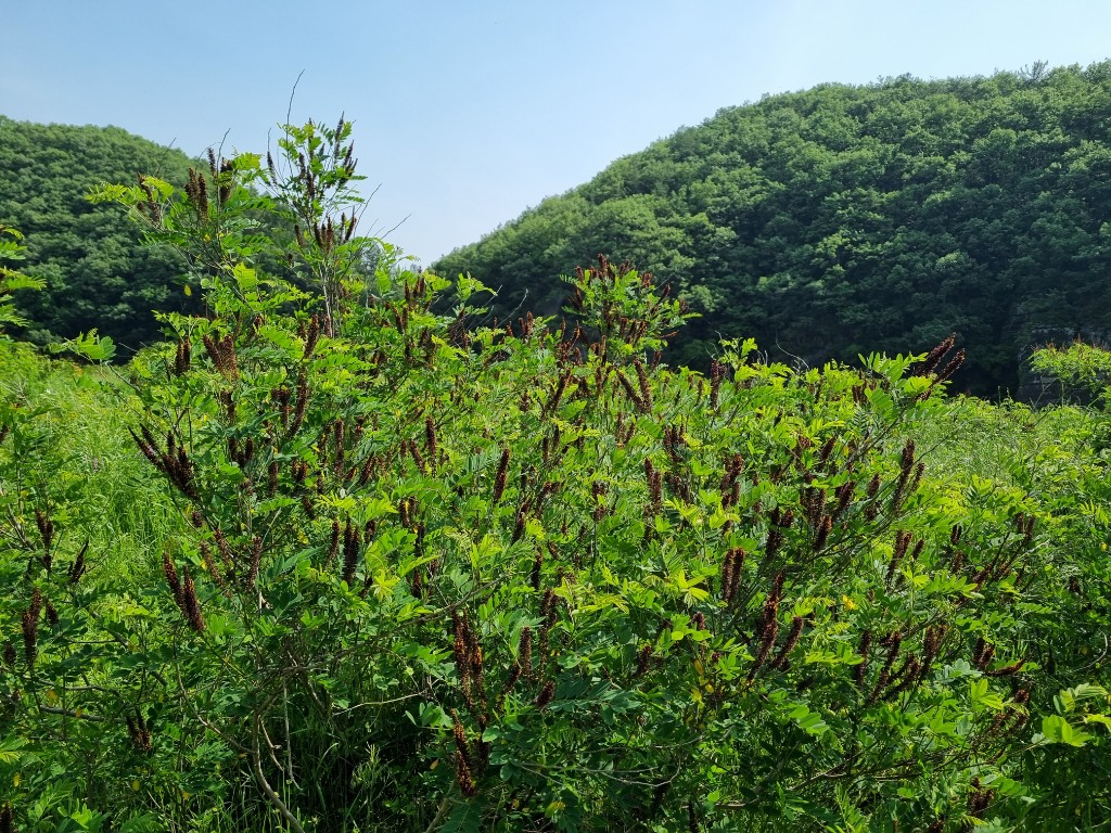 첨부 이미지