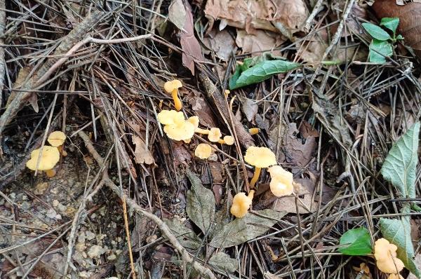 Cantharellus lutescens Fr.